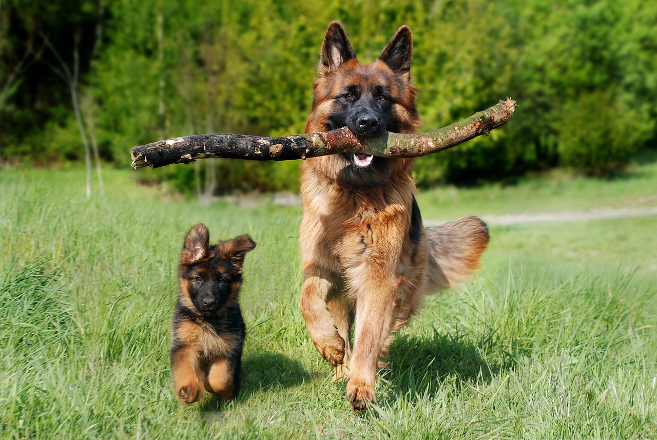 Cane: può contrarre la sindrome del Cervo Zombie?