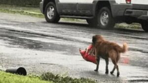 Un borsone abbandonato in una discarica rivela un contenuto sorprendente: la scoperta di un cane randagio lascia tutti attoniti