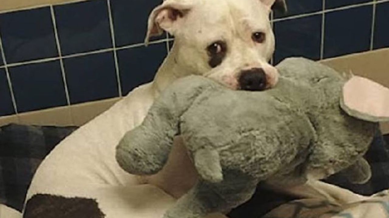 Cane abbandonato si consola con il suo peluche