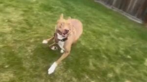 Cane d’appartamento trova la gioia nel nuovo giardino di casa (VIDEO)