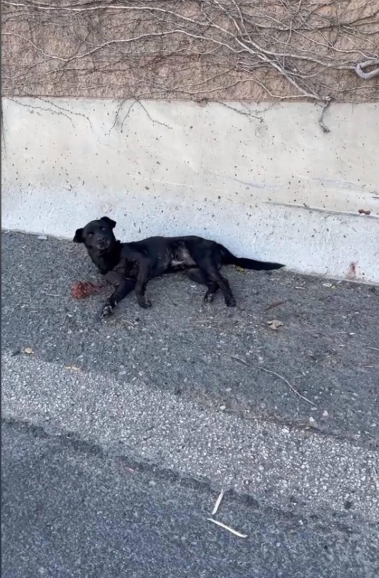 Cane paralizzato salvato da un volontario