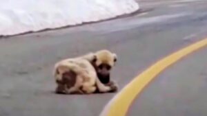 Passanti trova un cane pelle e ossa seduto in mezzo alla strada: le sue condizioni erano critiche