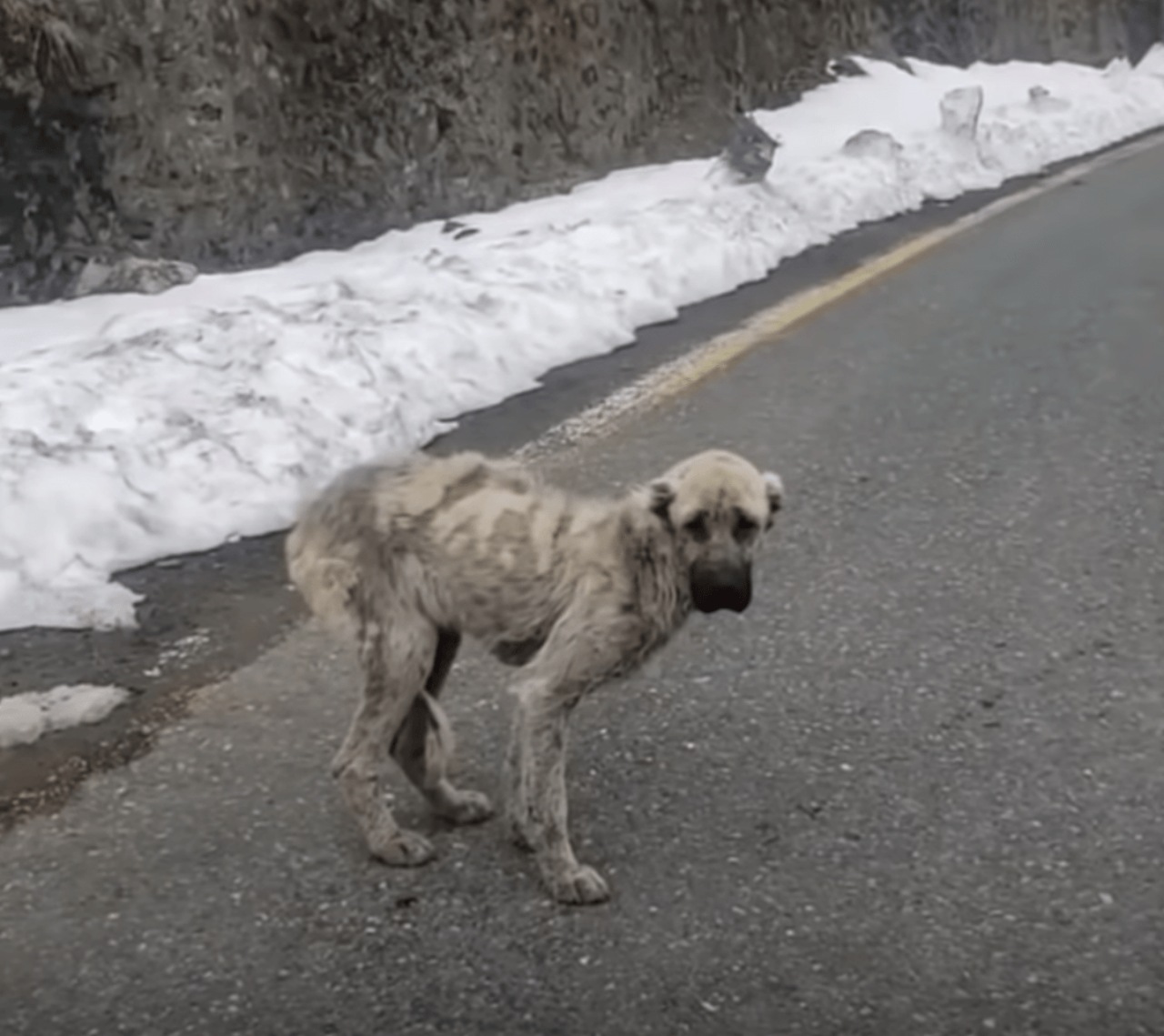 Cane pelle e ossa in mezzo alla strada