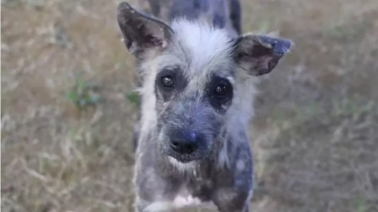 Cane randagio confuso con una iena