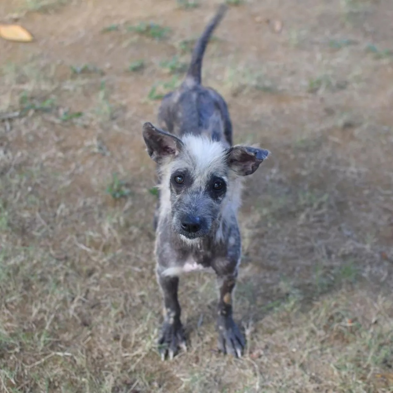 Cane randagio confuso con una iena