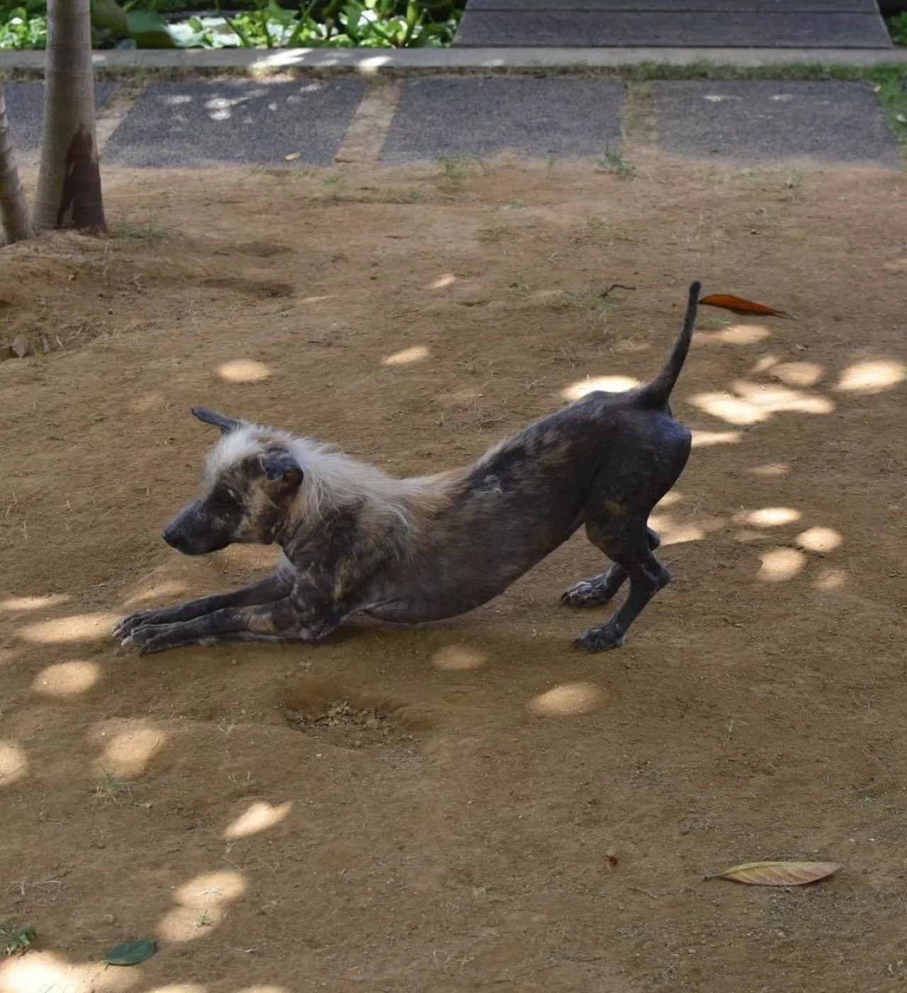 Cane randagio confuso con una iena