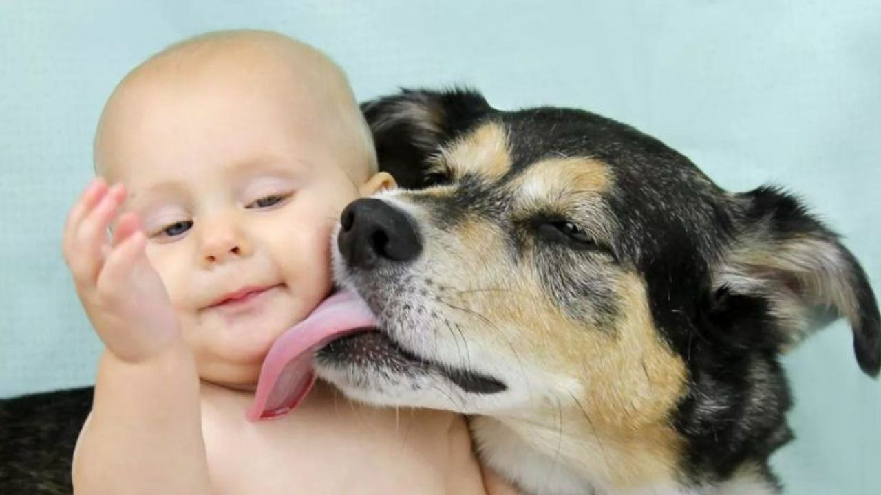 Cane trova un borsone con un neonato