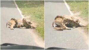 Una coppia in viaggio si ferma a salvare un cerbiatto dall’attacco di un pitone (VIDEO)