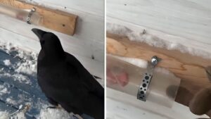 Un padrone sottopone il suo corvo ad un esperimento: gli nasconde del cibo in un tubo. La reazione dell’uccello lascia senza parole (VIDEO)