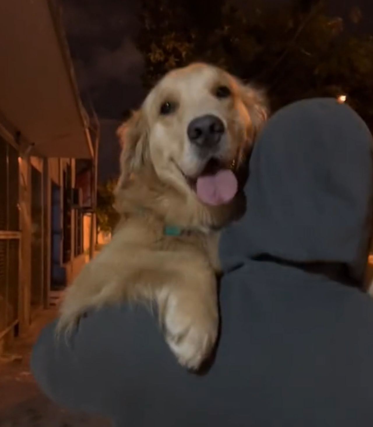 Cucciola di Golden Retriever rivede il suo ex papà