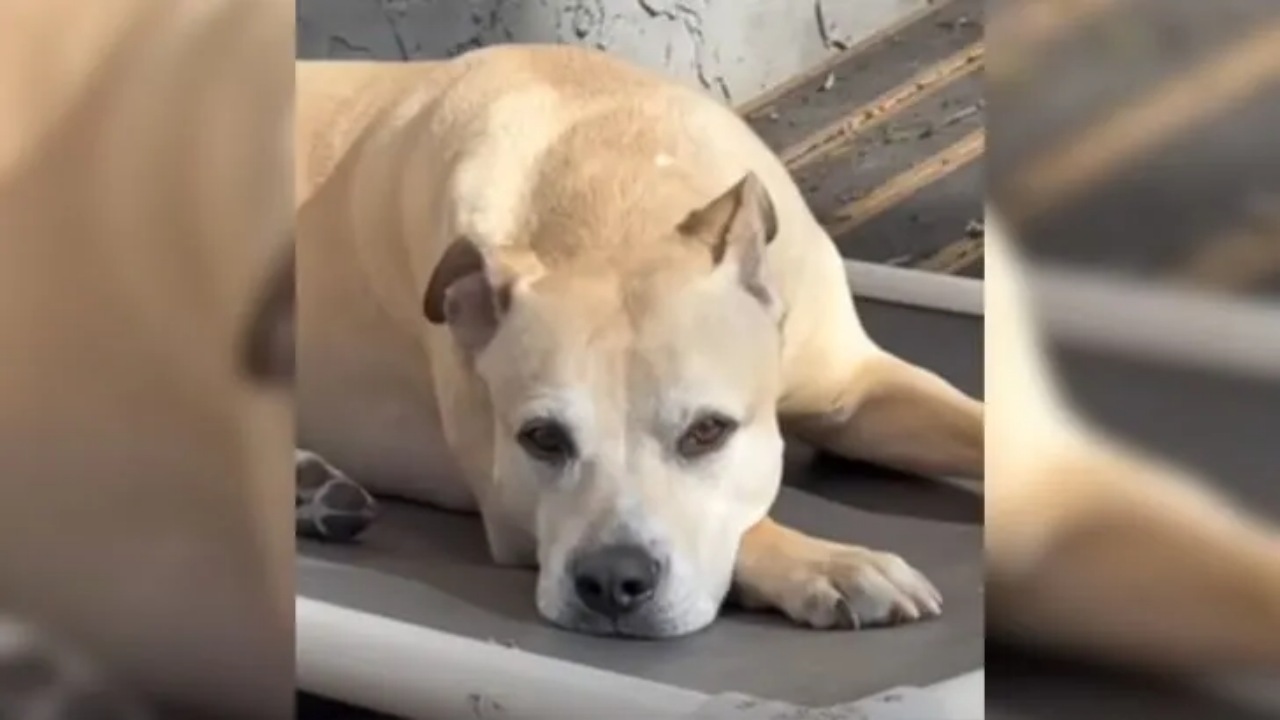 Cucciolo abbandonato trova una famiglia