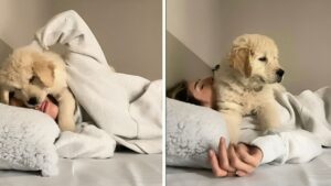 Un cucciolo di Golden Retriever usa metodi insoliti per svegliare la sua padrona: ecco cosa combina!