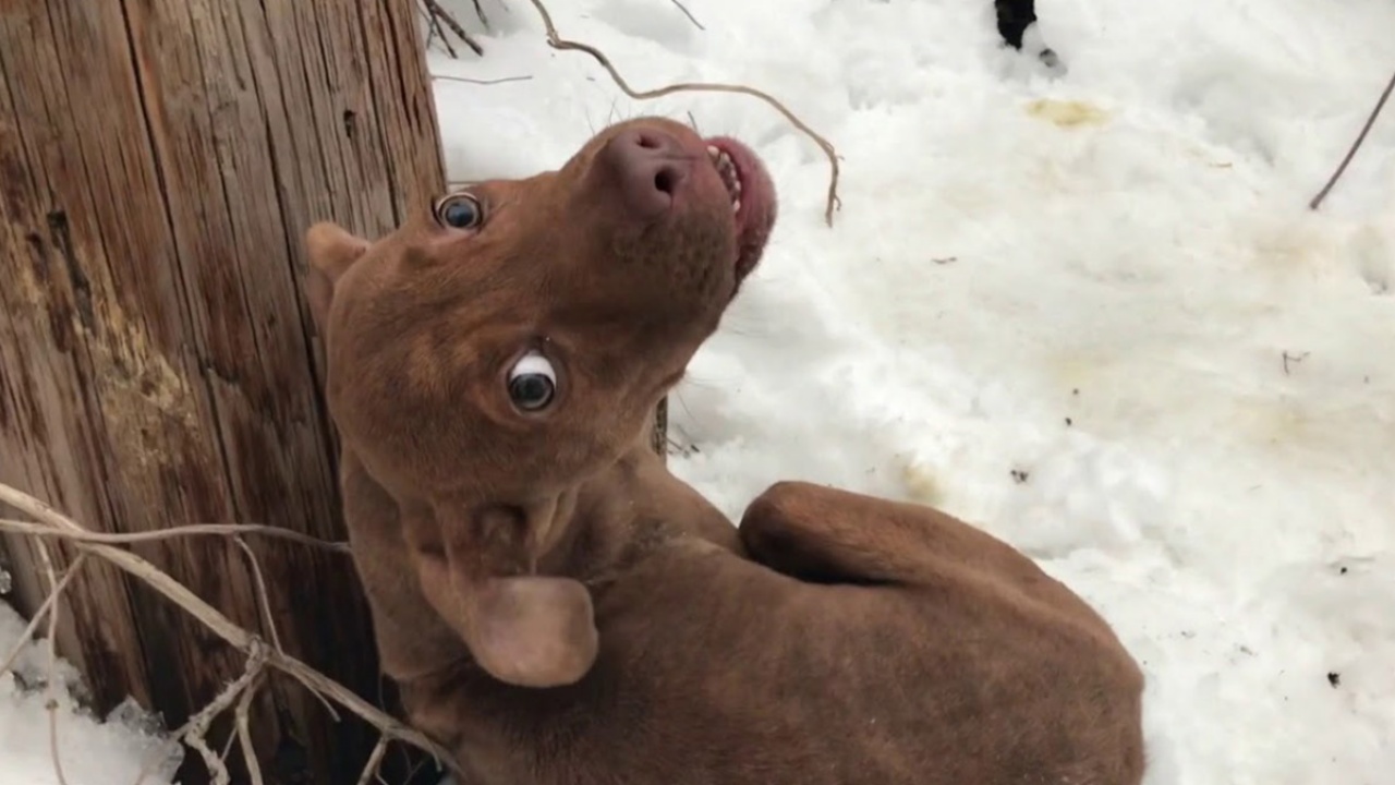 Cucciolo di Pitbull trovato nella neve