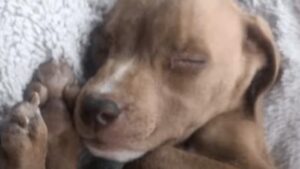 Salvataggio a sorpresa: un minuscolo cucciolo di Pitbull scambiato per un Chihuahua (VIDEO)