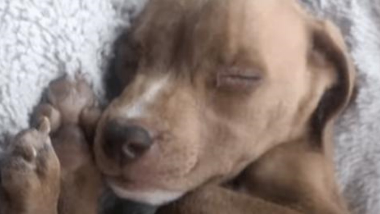 Cucciolo di Pitbull confuso con un Chihuahua