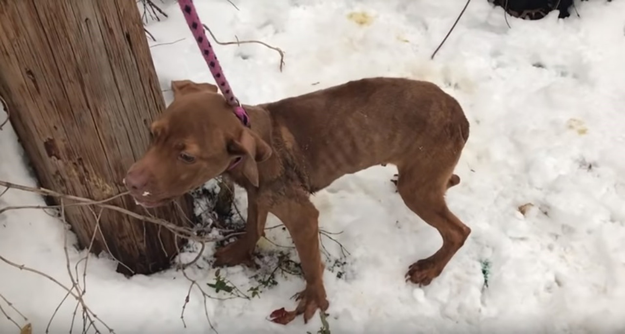 Cucciolo di Pitbull trovato nella neve