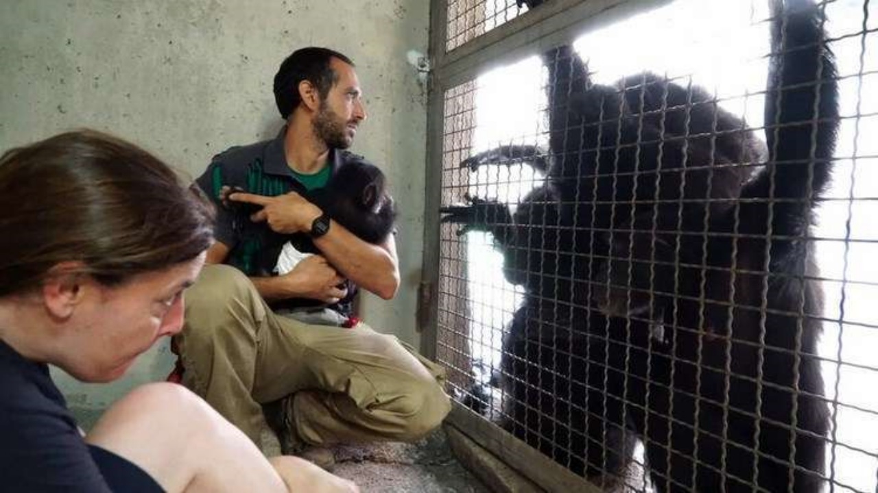 Cucciolo di scimpanzè trova conforto in un peluche