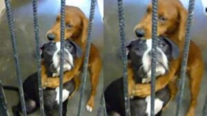 Salvati da un triste destino: la straordinaria rinascita di due cani destinati alla soppressione (VIDEO)