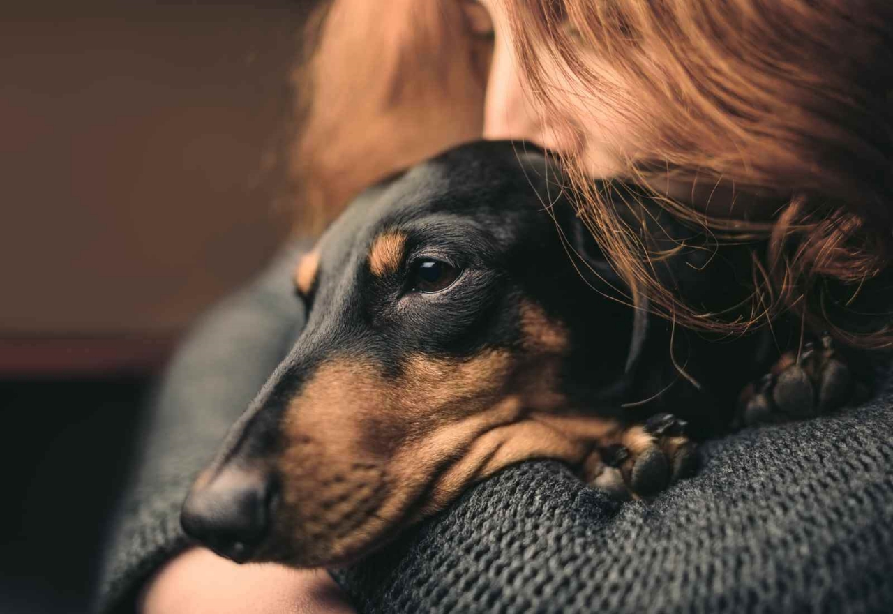 Eutanasia al cane, cosa bisogna sapere