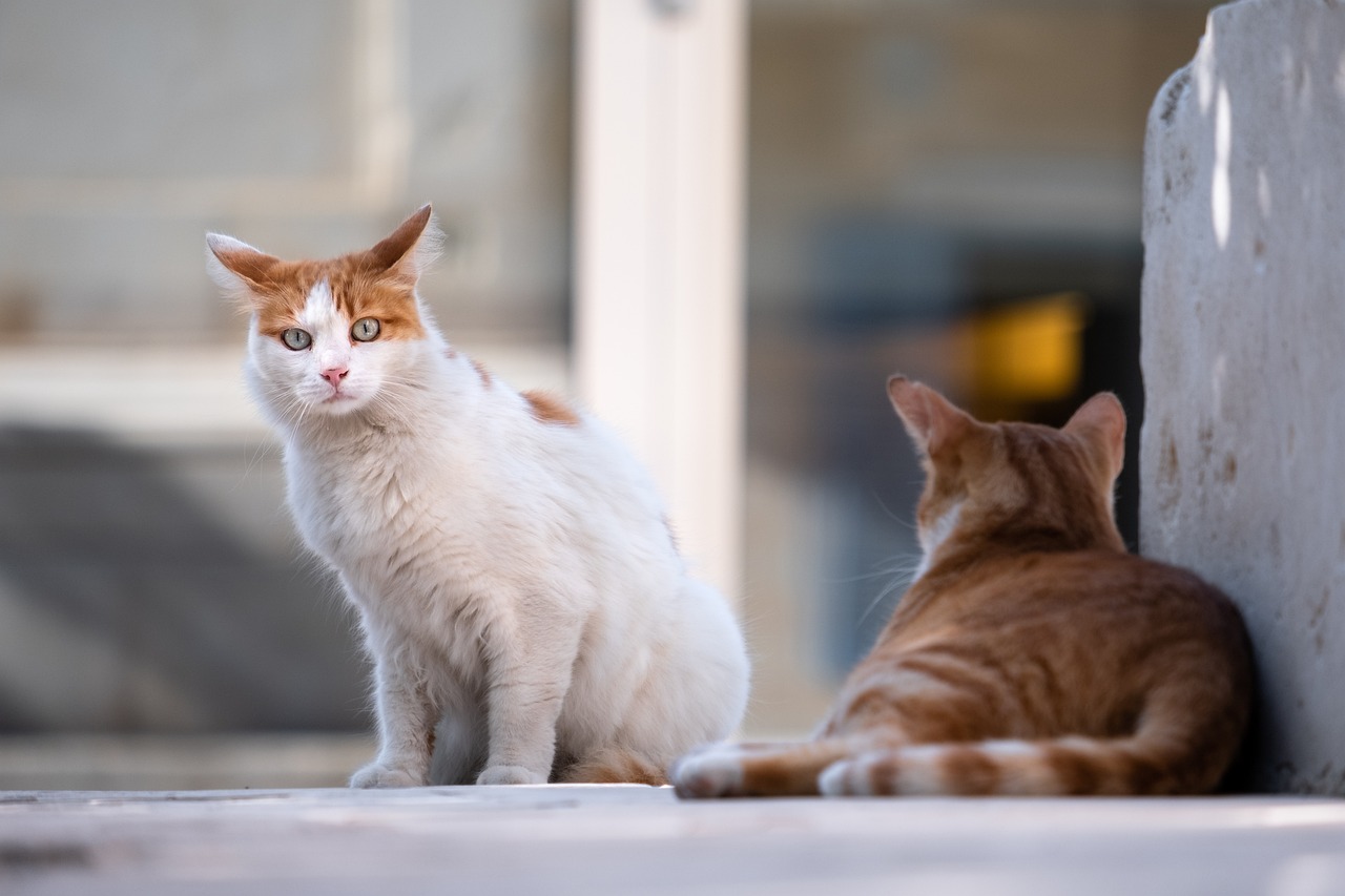 Gatti: possono contrarre la sindrome del Cervo Zombie?