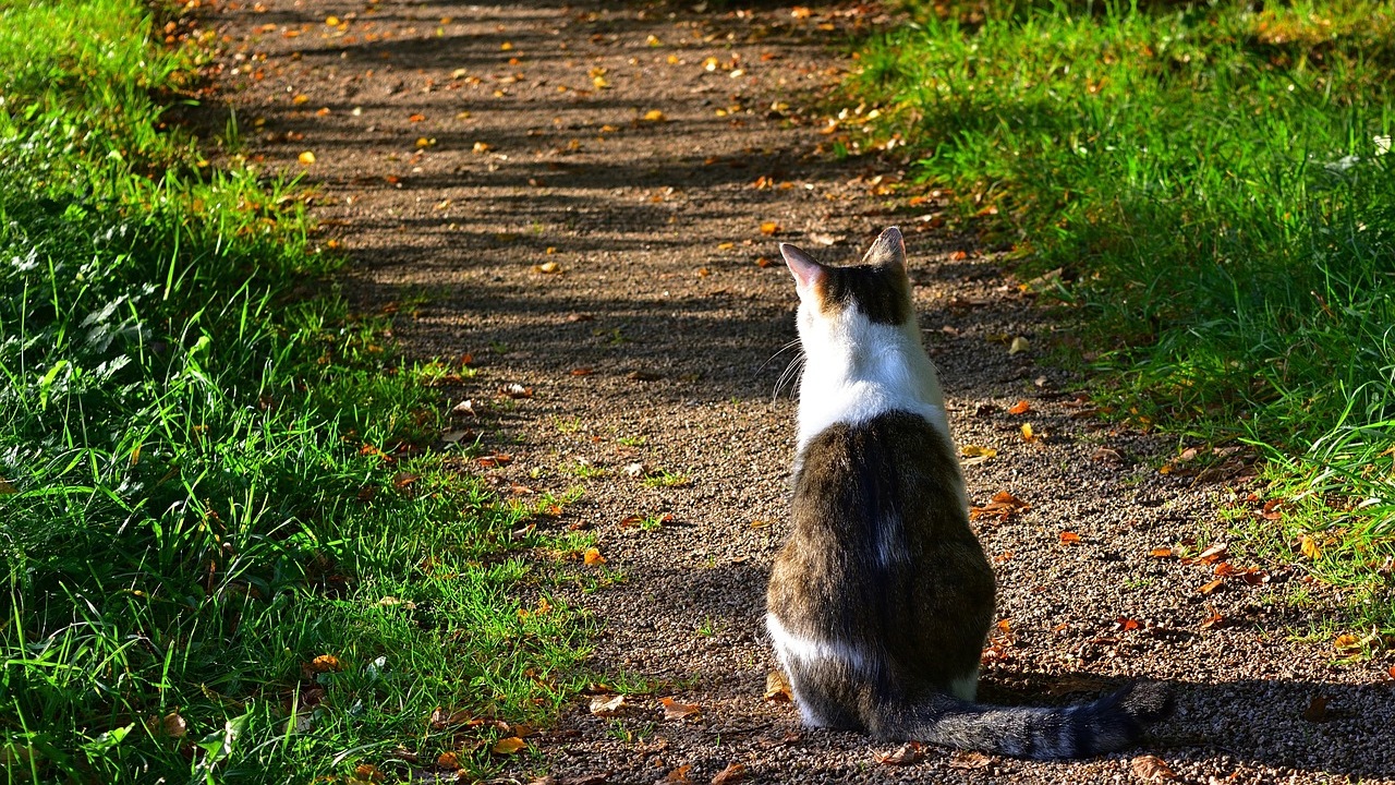 Gatto: può contrarre la sindrome del Cervo Zombie?