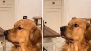 Golden Retriever senza voce: La sorprendente reazione quando la padrona cerca di insegnargli ad abbaiare (VIDEO)