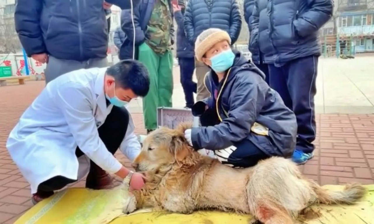 Golden Retriever affetto da una brutta malattia