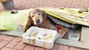 Ritrovato Golden Retriever abbandonato con grave malattia: la lotta per la sopravvivenza (VIDEO)