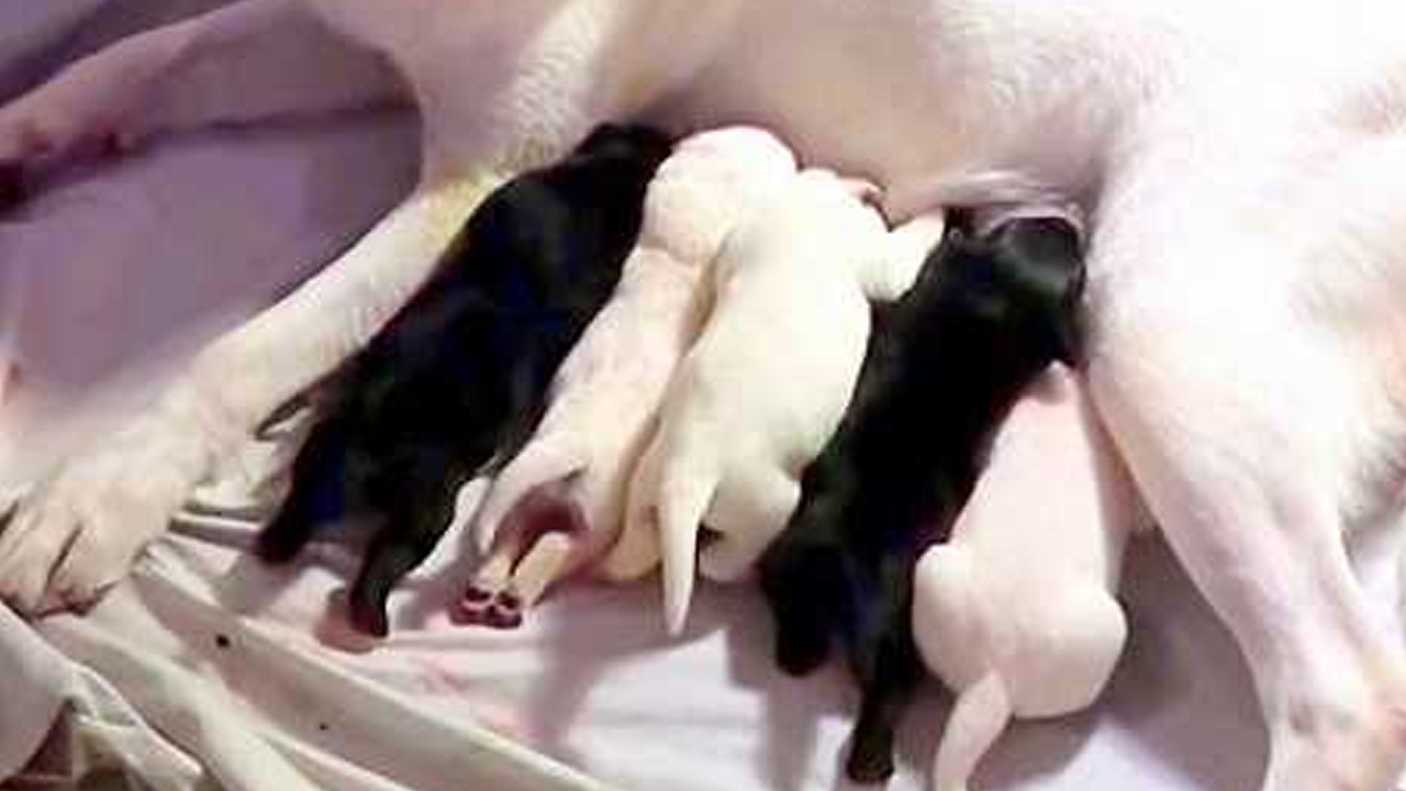 Mamma Labrador si prende cura del cucciolo più debole