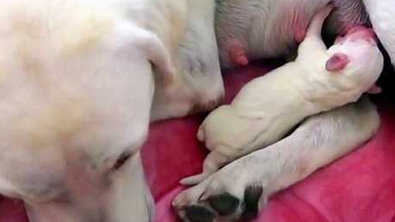 Mamma Labrador si prende cura del cucciolo più debole