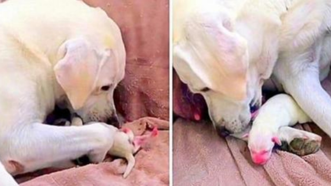 Mamma Labrador si prende cura del cucciolo più debole