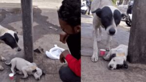 Cucciolo ferito a terra: il commovente pianto della mamma richiama l’attenzione dei cittadini (VIDEO)