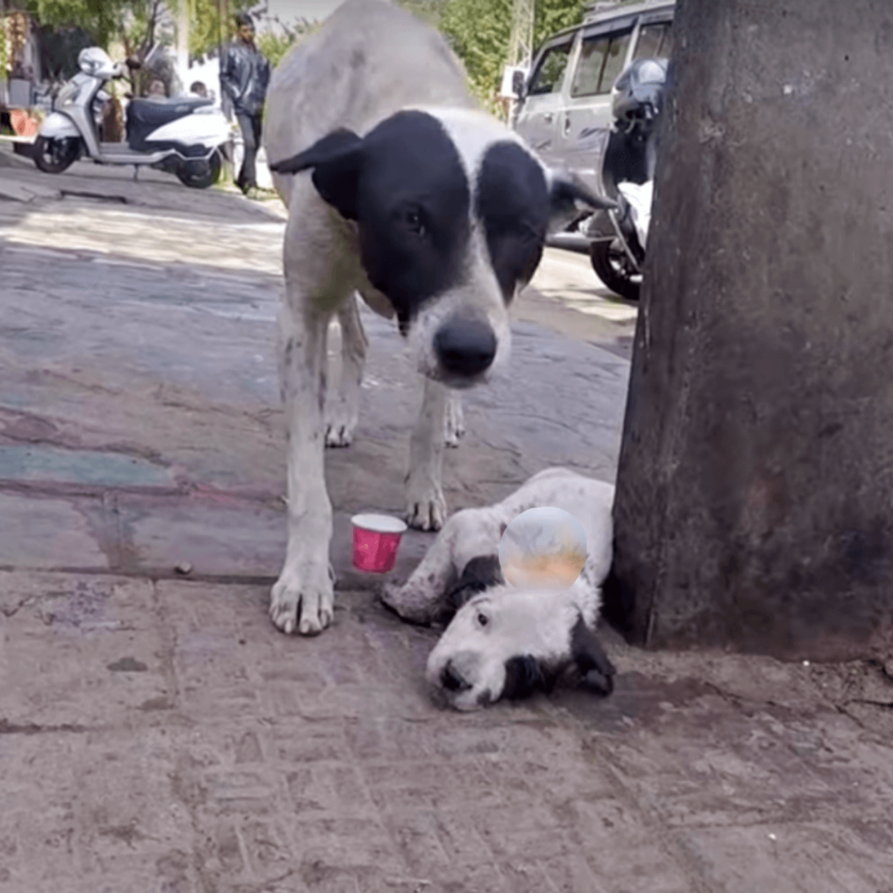 Mamma cane piange per il suo cucciolo