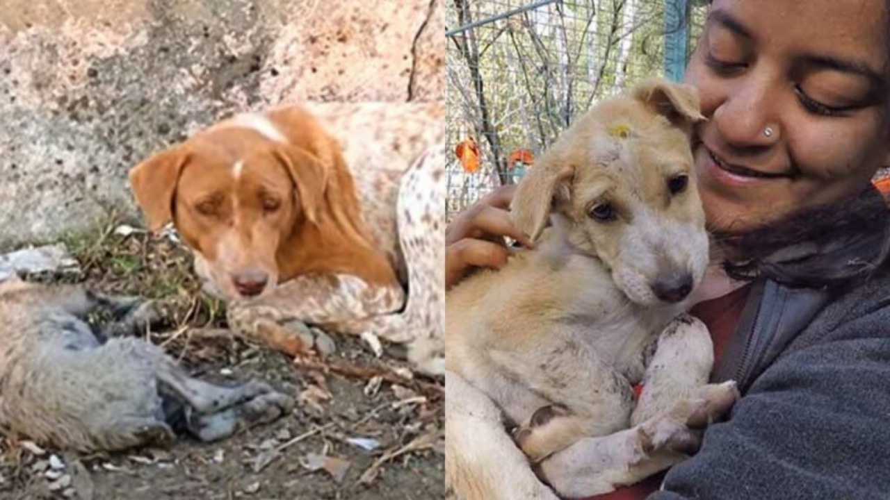 Mamma cane chiede aiuto per il suo cucciolo