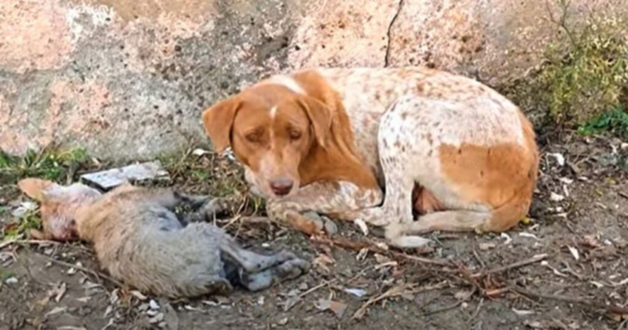 Mamma cane chiede aiuto per il suo cucciolo