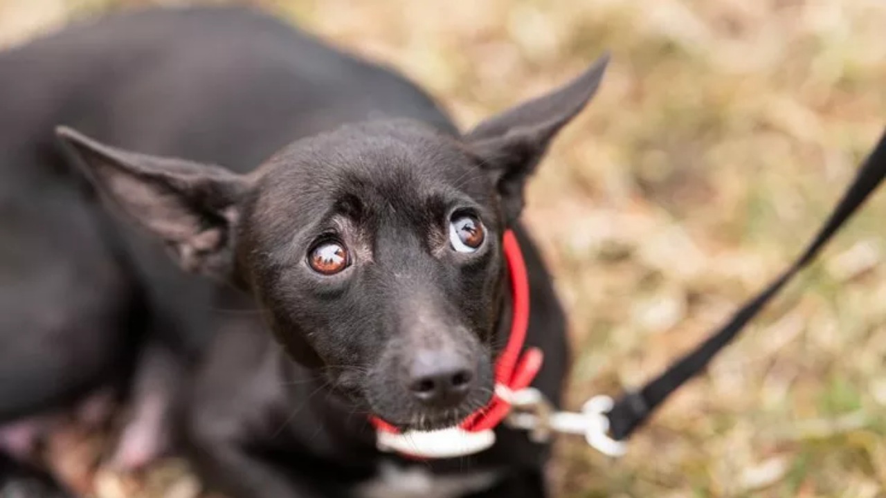 Nerina: una cagnolina randagia trovata da una bambina