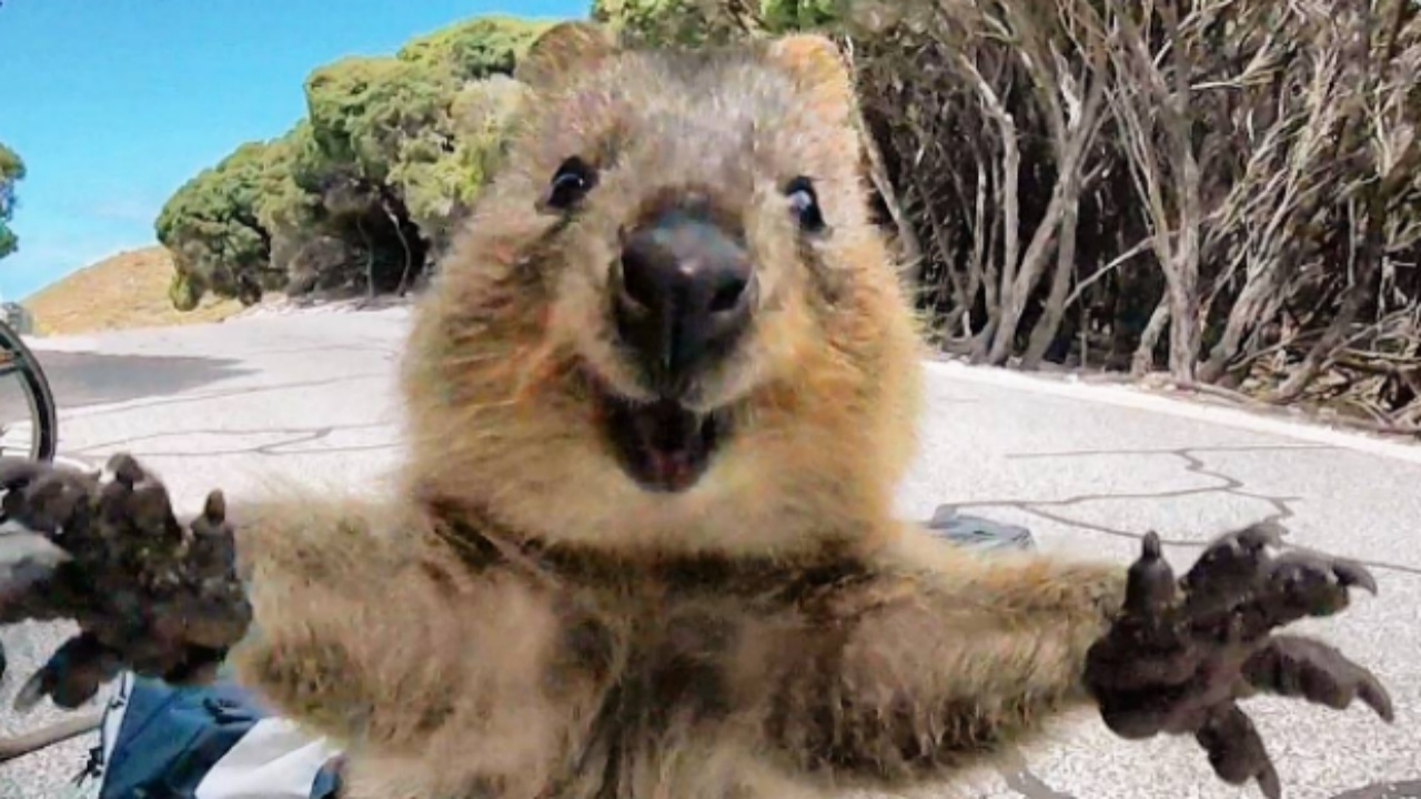 Quokka: una creatura dolce con un lato oscuro