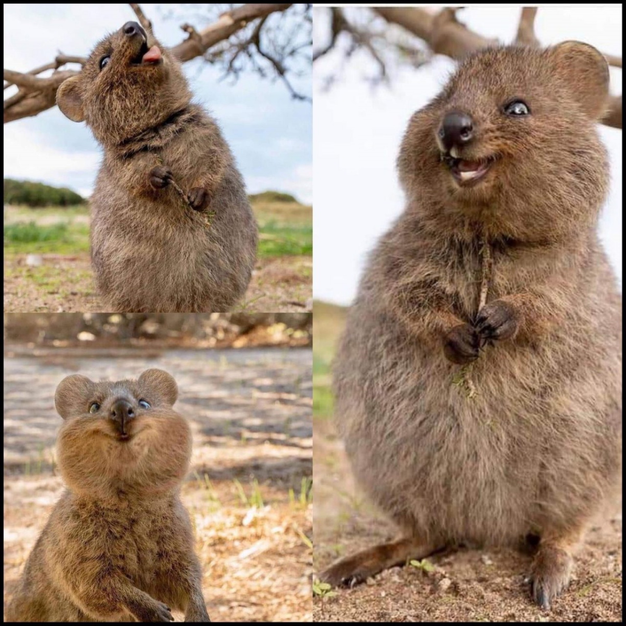 Quokka: una creatura dolce con un lato oscuro