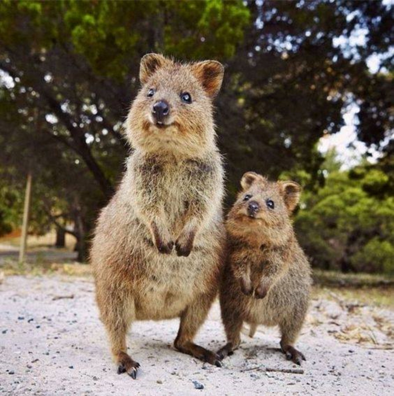 Quokka: una creatura dolce con un lato oscuro