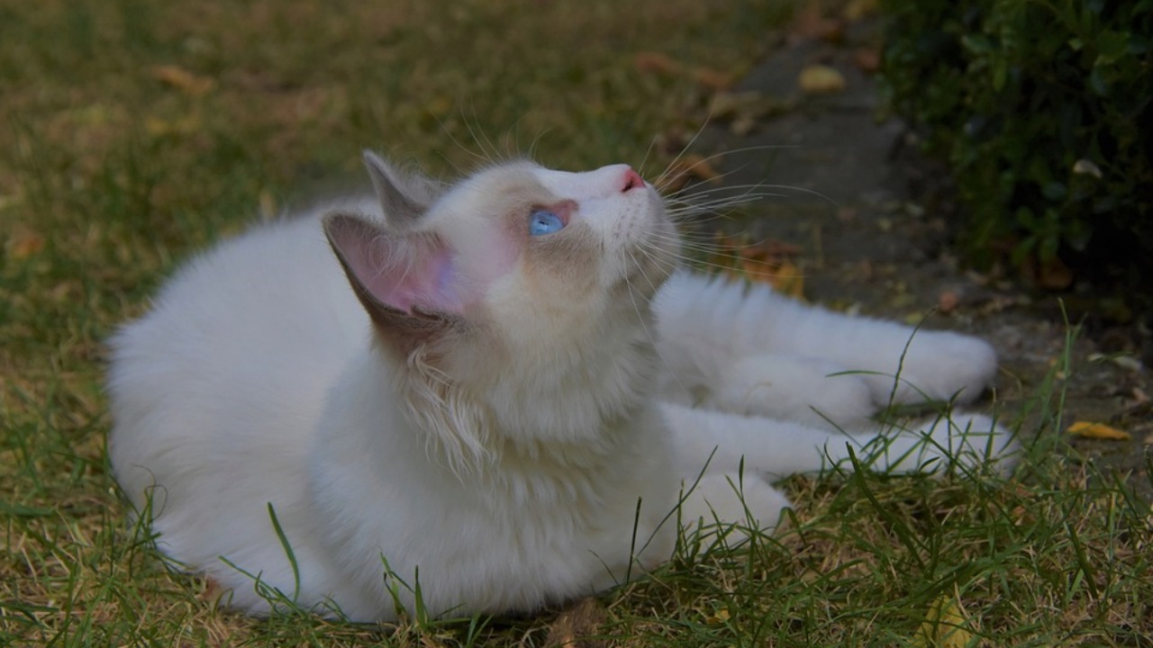 Ragdoll: una razza felina dolcissima