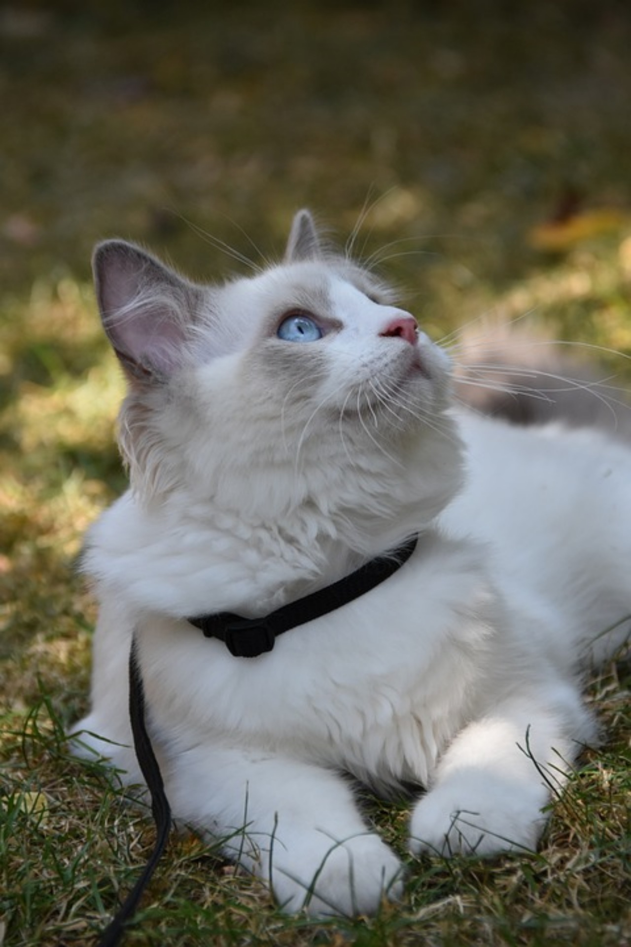 Ragdoll: una razza felina dolcissima