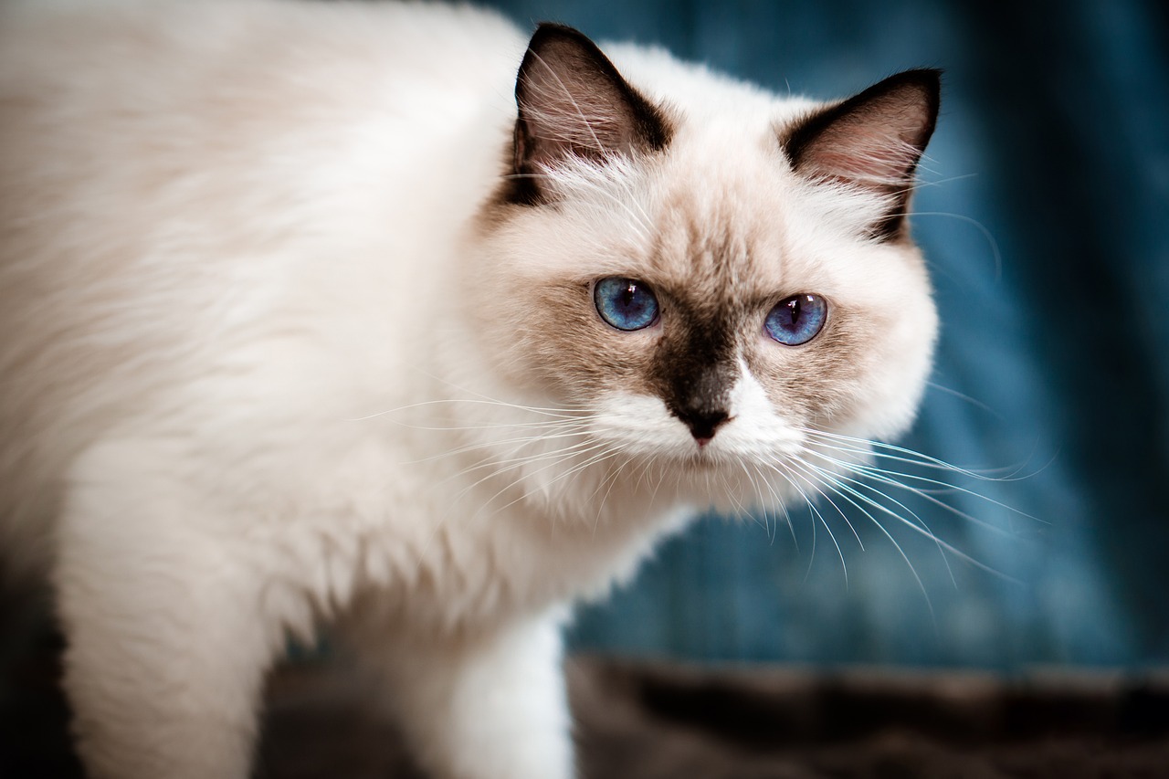 Ragdoll: una razza felina dolcissima