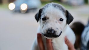 Salvadog Dalì: un cucciolo che ricorda l’artista ha trovato la sua famiglia in Texas