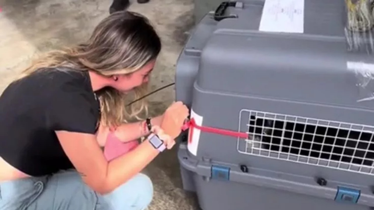 Si trasferisce con i suoi cani all'estero: il loro arrivo in aeroporto