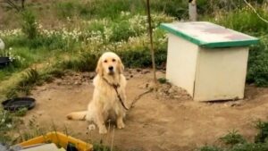 Cane incatenato per anni trova nuova speranza grazie all’amore di una persona premurosa (VIDEO)