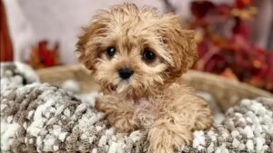 La dolce Sweetpea, protagonista del Puppy Bowl 2024, muore prima del debutto televisivo (VIDEO)