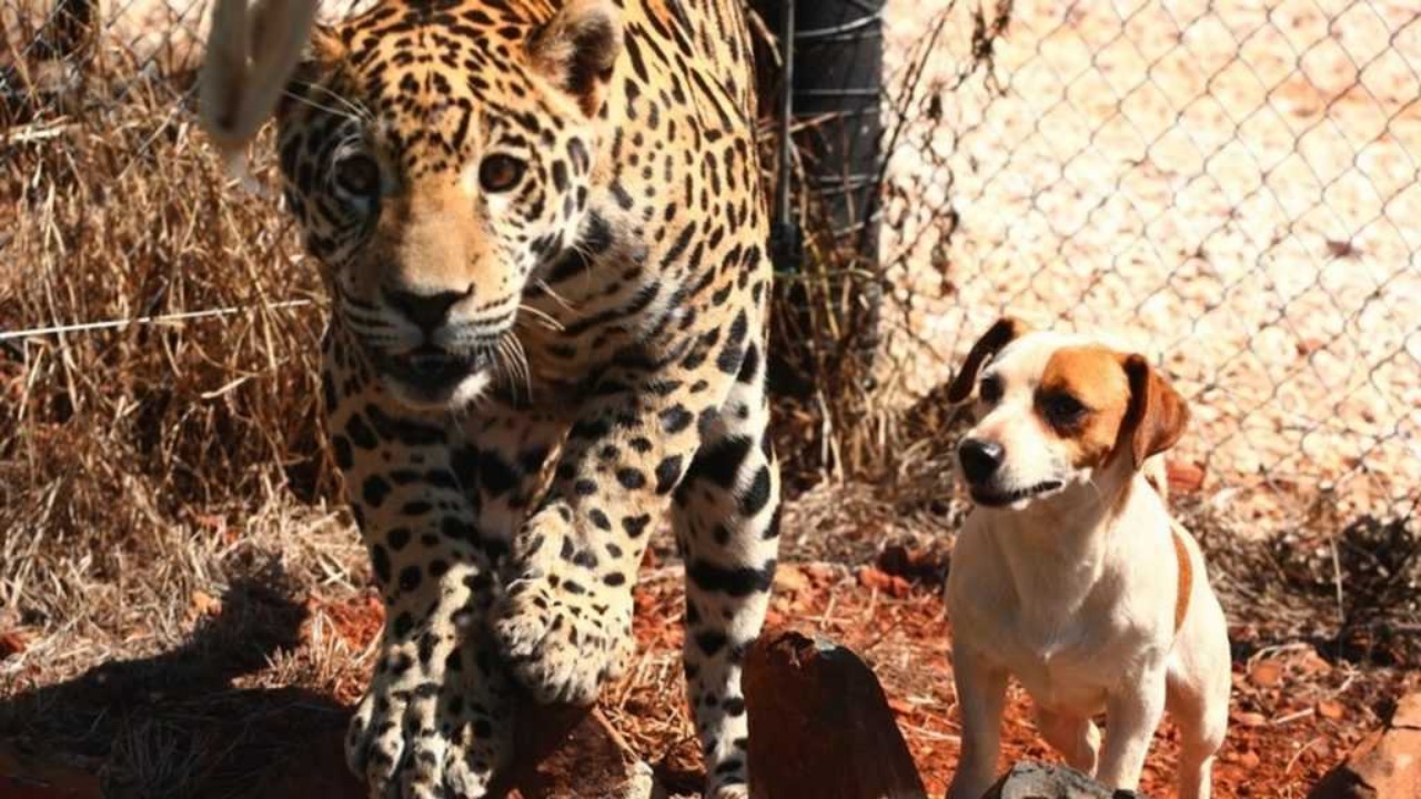 Un giaguaro ed un cagnolino stringono un'amicizia