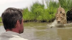 L’incontro epico tra due leoni e l’eroe umano che li ha salvati in tenera età, quando erano ancora cuccioli (VIDEO)