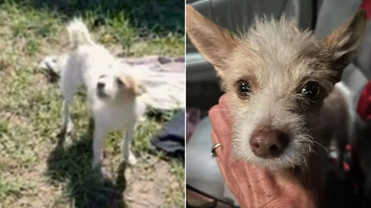 Un agente di polizia salva un cucciolo randagio