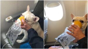 Emergenza in volo: due assistenti di volo salvano la vita a un Bulldog Francese in crisi respiratoria